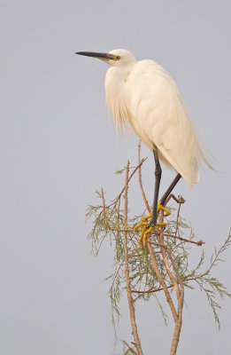 Little egret / Kleine zilverreiger