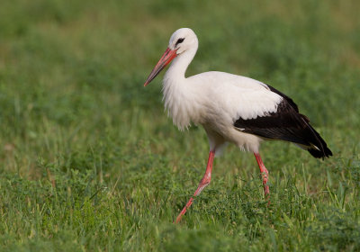 White stork / Ooievaar