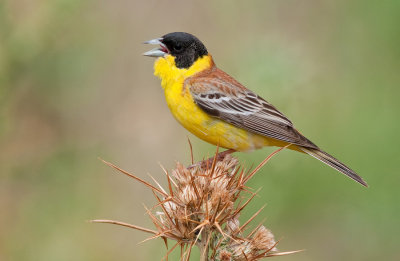 Black-headed Bunting / Zwartkopgors