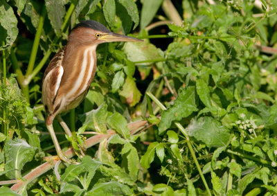 Little Bittern / Woudaap