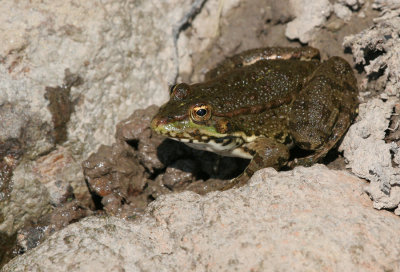 Levant water frog / Levantijnse Meerkikker
