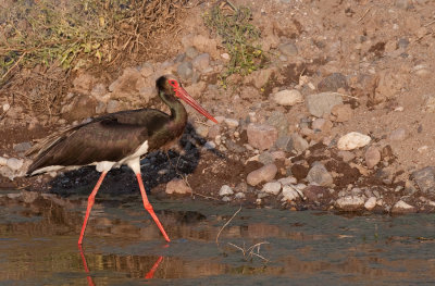 Black Stork / Zwarte ooievaar