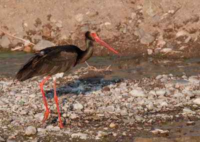 Black Stork / Zwarte ooievaar