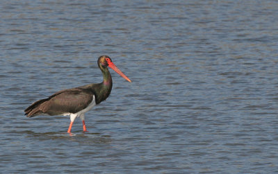 Black Stork / Zwarte ooievaar