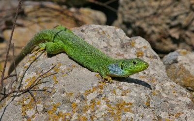 Lacerta diplochondrodes ssp. cariensis / Carian Green Lizard