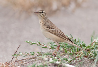 Tawny Pipit / Duinpieper