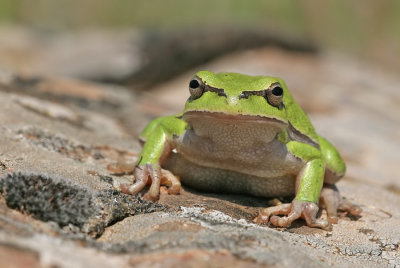 Common tree frog / Boomkikker
