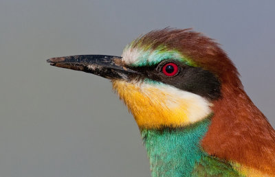 European Bee-eater / Bijeneter