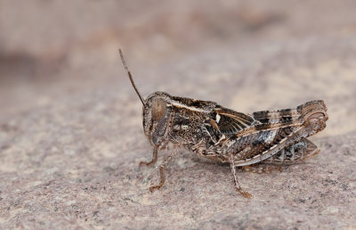 Italian locust / Italiaanse Rosevleugel