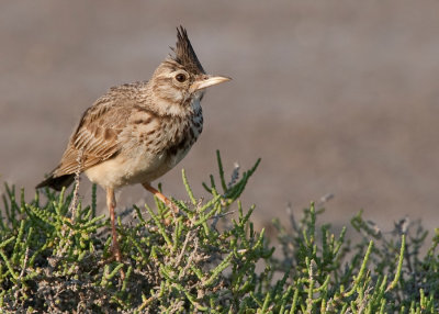 Crested Lark / Kuifleeuwerik