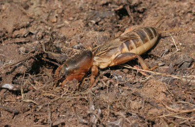 Mole cricket / Veenmol