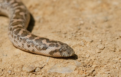 Sand boa / Zand boa