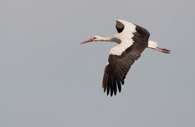 White stork / Ooievaar