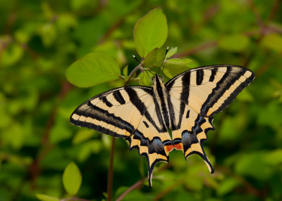 Southern Swallowtail / Zuidelijke koninginnenpage