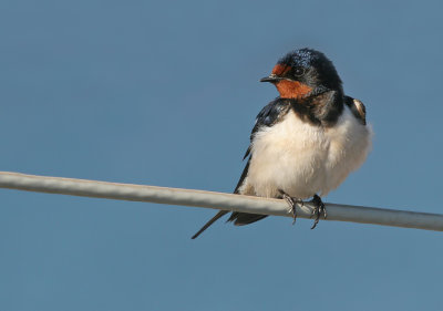 Barn swallow / Boerenzwaluw