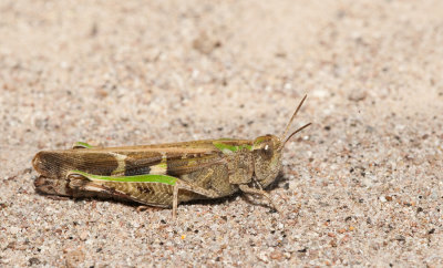 Aiolopus strepens / Plompe groenvleugel