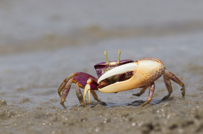 West African Fiddler Crab / West Afrikaanse wenkkrab