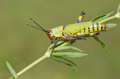 Variegated grasshopper / Zonocerus variegatus 