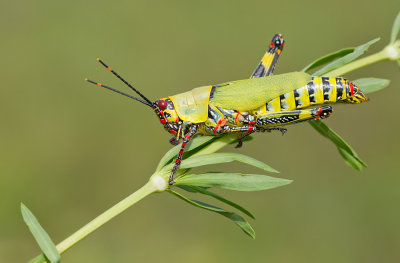 Variegated grasshopper / Zonocerus variegatus