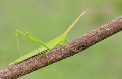 Common stick grashopper / Acrida acuminata