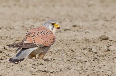 Kestrel / Torenvalk