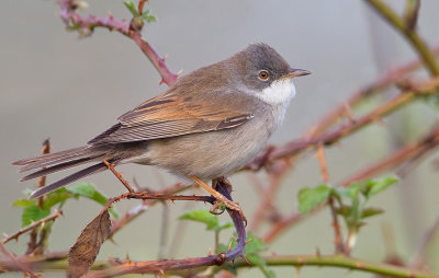 Common White-throat / Grasmus