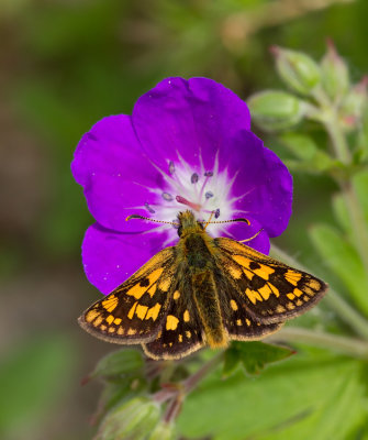 Chequered Skipper / Bont Dikkopje