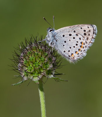 Baton blue / Klein tijmblauwtje