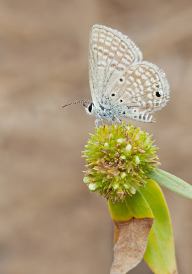 Sky-blue cupid / Chilades eleusis