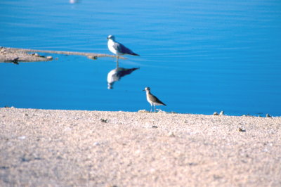 Shorebirds