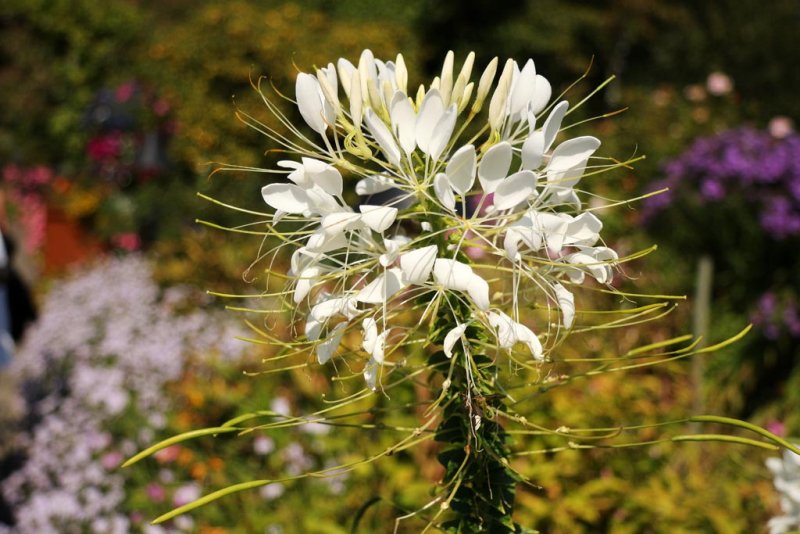Cleome