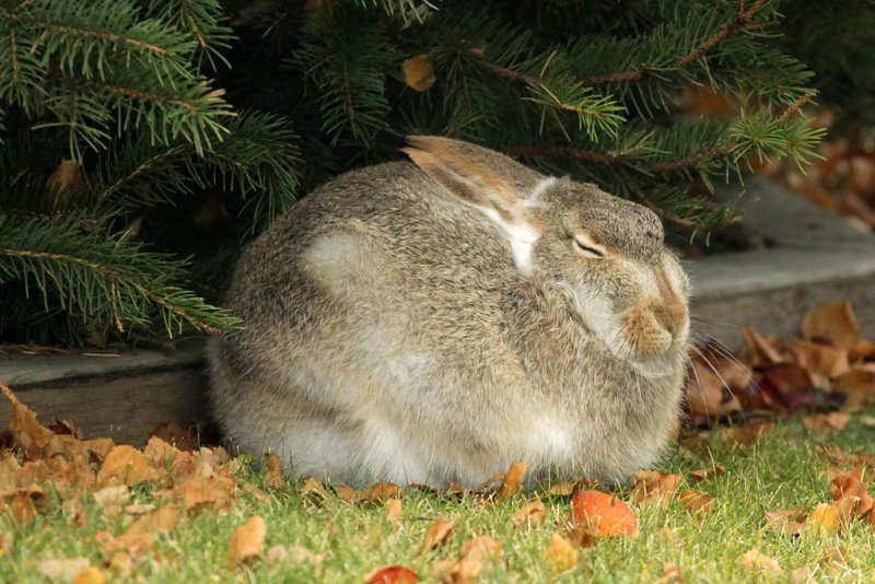 A pre-winter nap