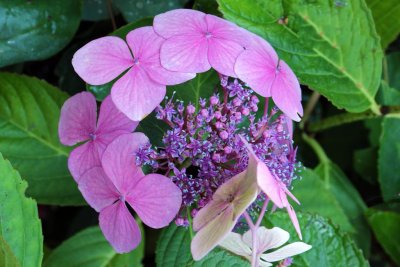 Lace Cap Hydrangea