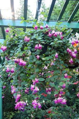 Fuchsia