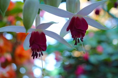 Fuchsia
