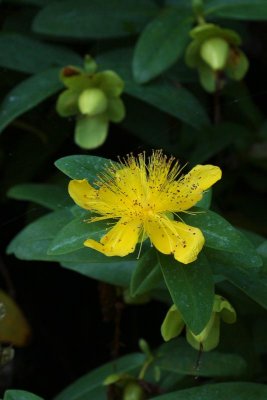 St. John's Wort