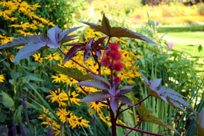 Castor Bean