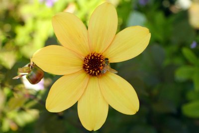Dahlia