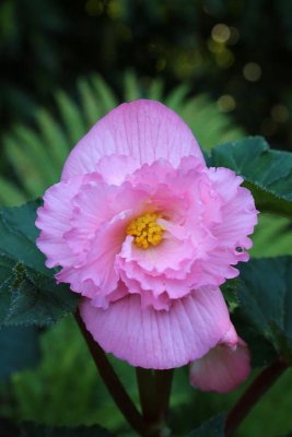 Begonia