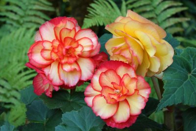 Begonias
