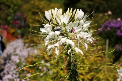 Cleome