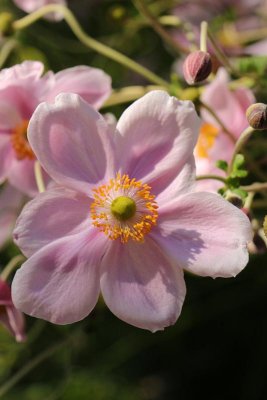 Japanese Anemone