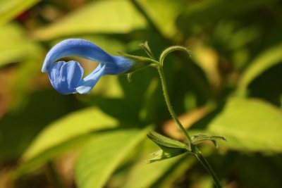 Salvia patens 'Blue Angel'