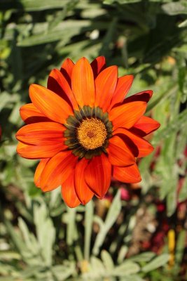 Dahlia