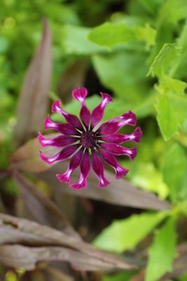 Whirligig Daisy