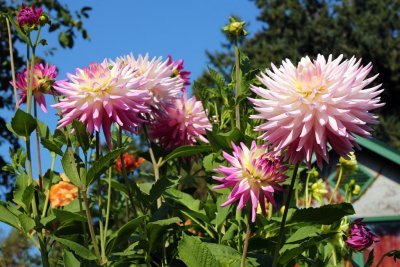 Dahlias