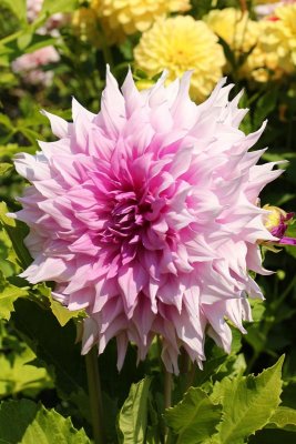 Dahlia