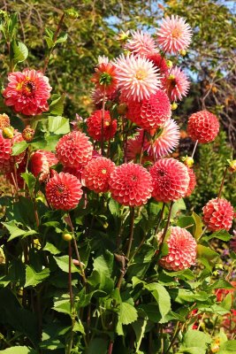Dahlias