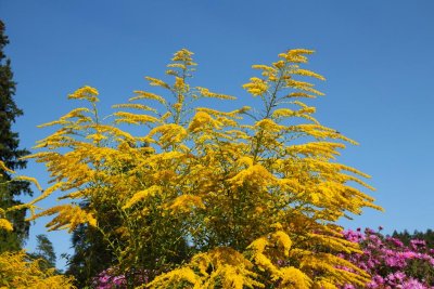 Goldenrod