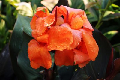 Canna lily